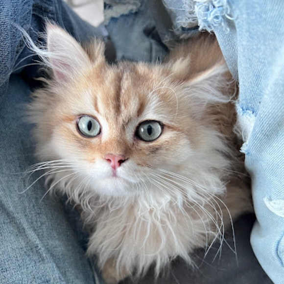 Meet your Posher, Blair - Picture 1 of 1